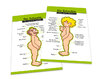 Postkarten-Set Anatomie Schwab & Schwäbin